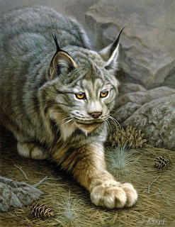 Painting of a lynx walking among rocks, pine cones, and dry grass