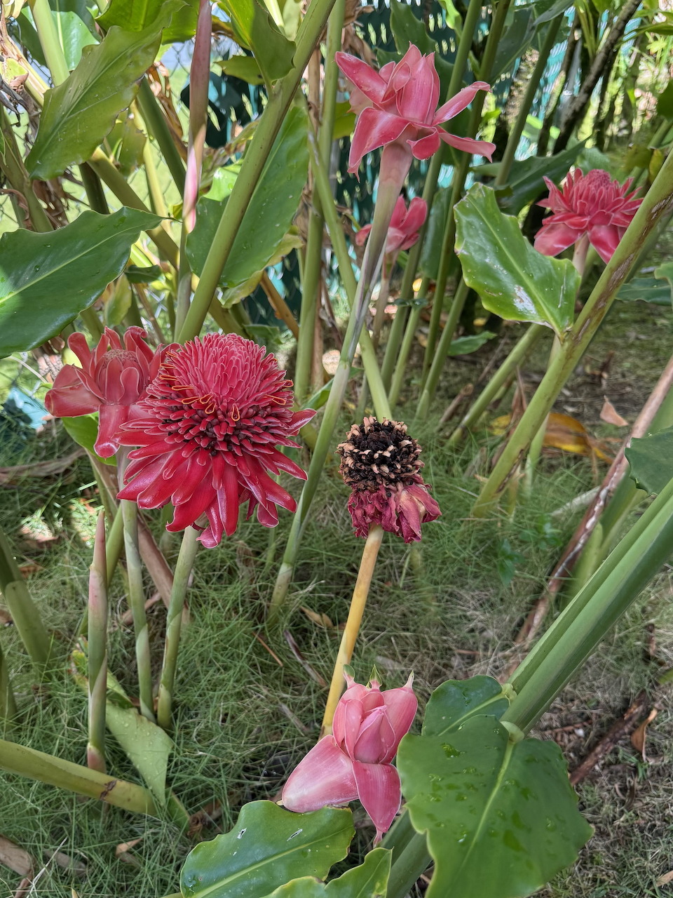 Red torch ginger flowers at different bloom stages with lush green leaves in a tropical garden