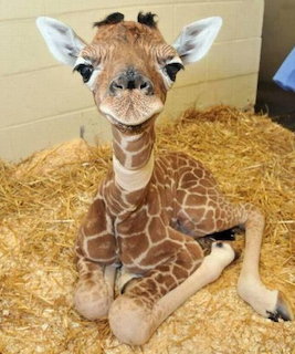 Baby giraffe with big eyes sitting in golden straw bedding