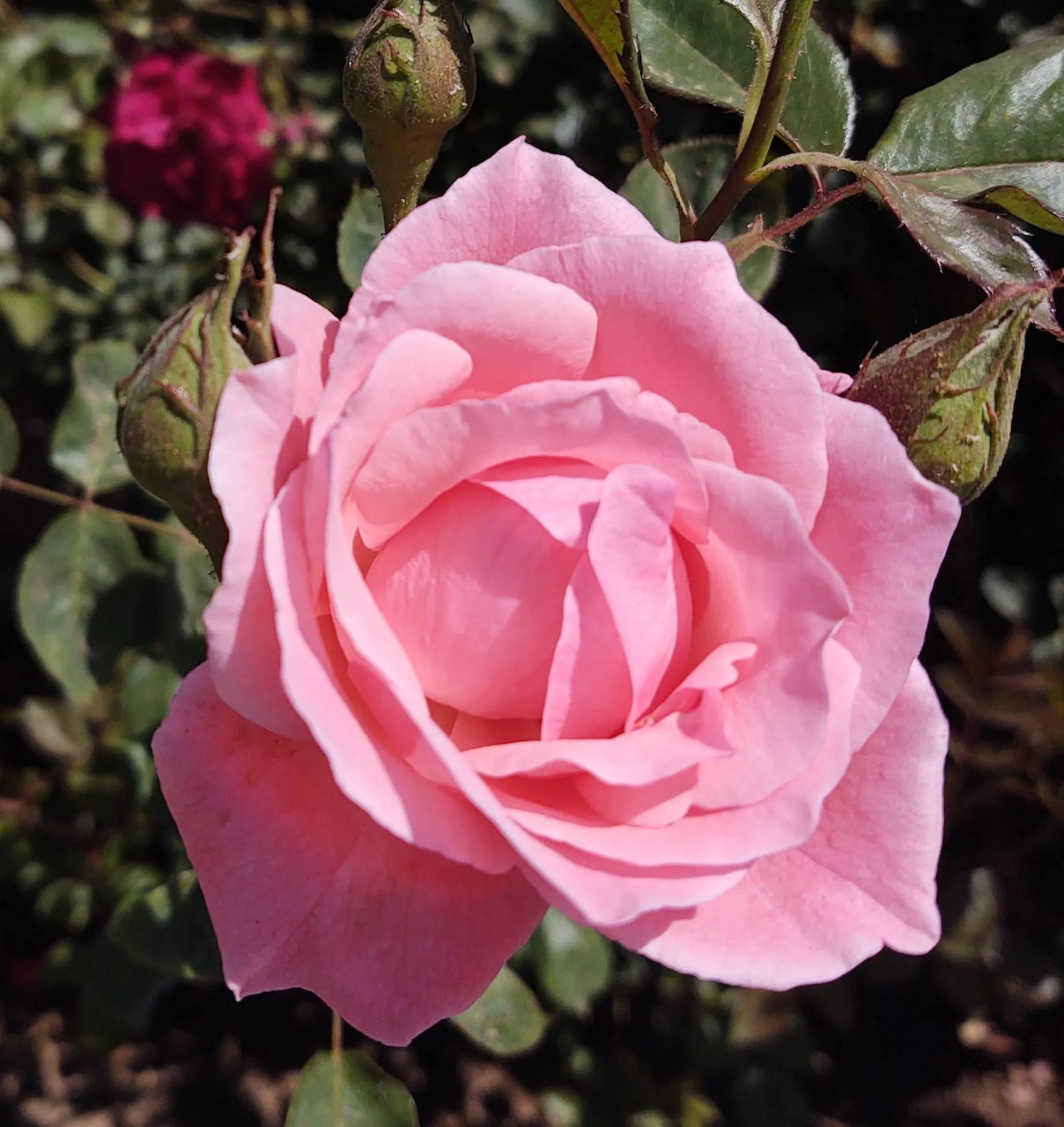 Close-up of a pink rose in full bloom with green leaves and buds in a garden