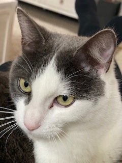 Gray and White Cat Portrait