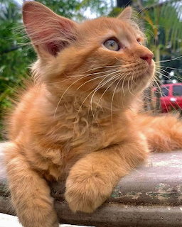 Orange Tabby Kitten