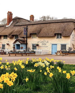Thatched-roof Castle Inn pub with yellow daffodils in front, West Lulworth, Dorset