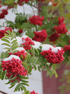 Red rowan berry clusters dusted with snow on green-leafed branches