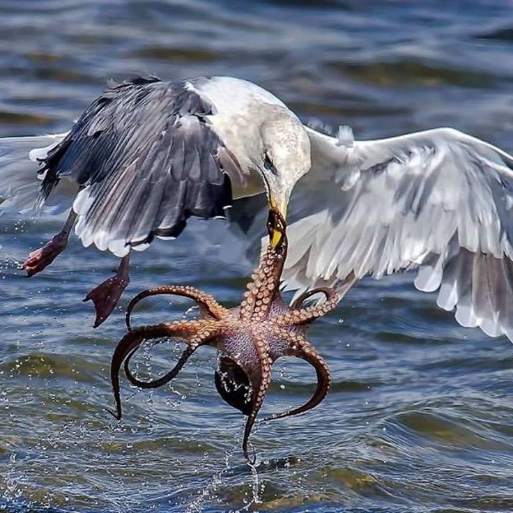 Heron with spread wings carrying an octopus above shallow water