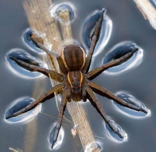 Brown spider clinging to a stem surrounded by symmetrical water droplets on a grey surface