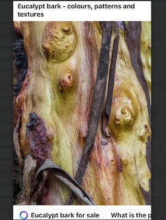 Close-up of colorful eucalyptus tree bark with peling layers and natural knots