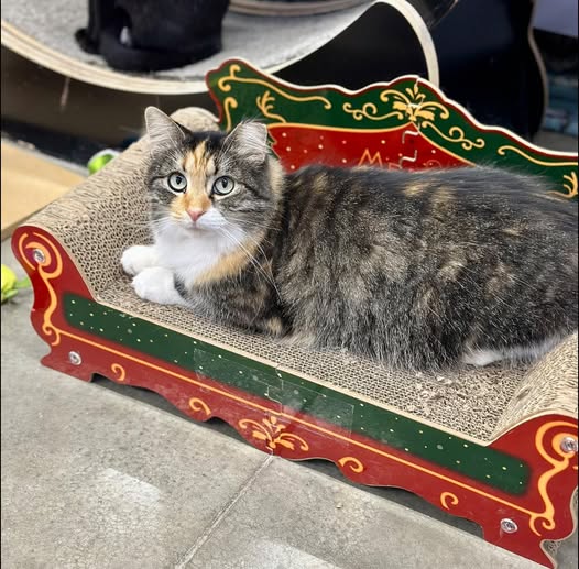 Gray and white long-haired cat lying on ornate red and green pet bed looking at camera