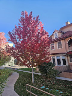 Red autumn tree in front of residential houses on a sunny day with blue sky and green lawn