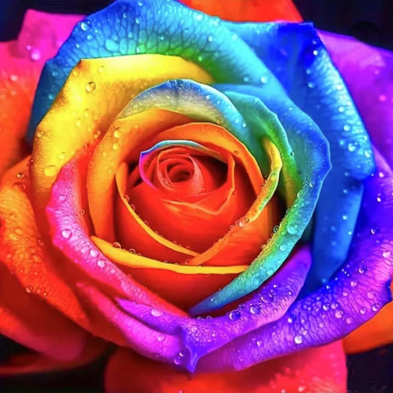 Close-up of a rainbow-colored rose with water droplets on colorful petals