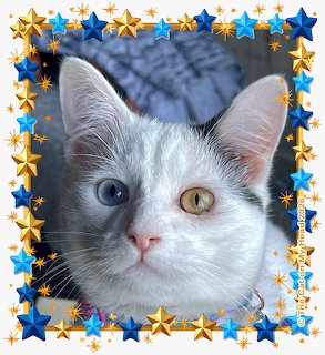 Bi-Eyed Kitten