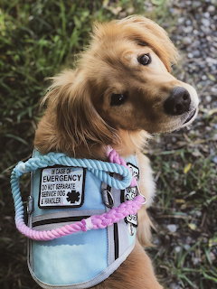 Golden Retriever Service Dog