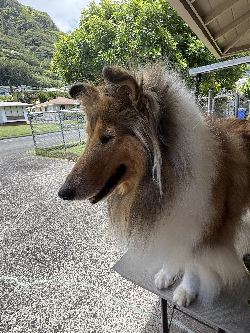 Collie Dog Grooming