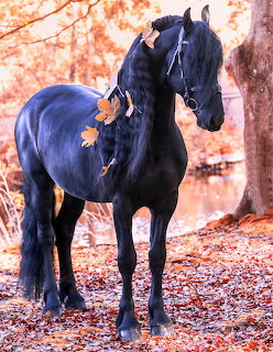 Black horse standing in autumn forest with orange leaves on ground