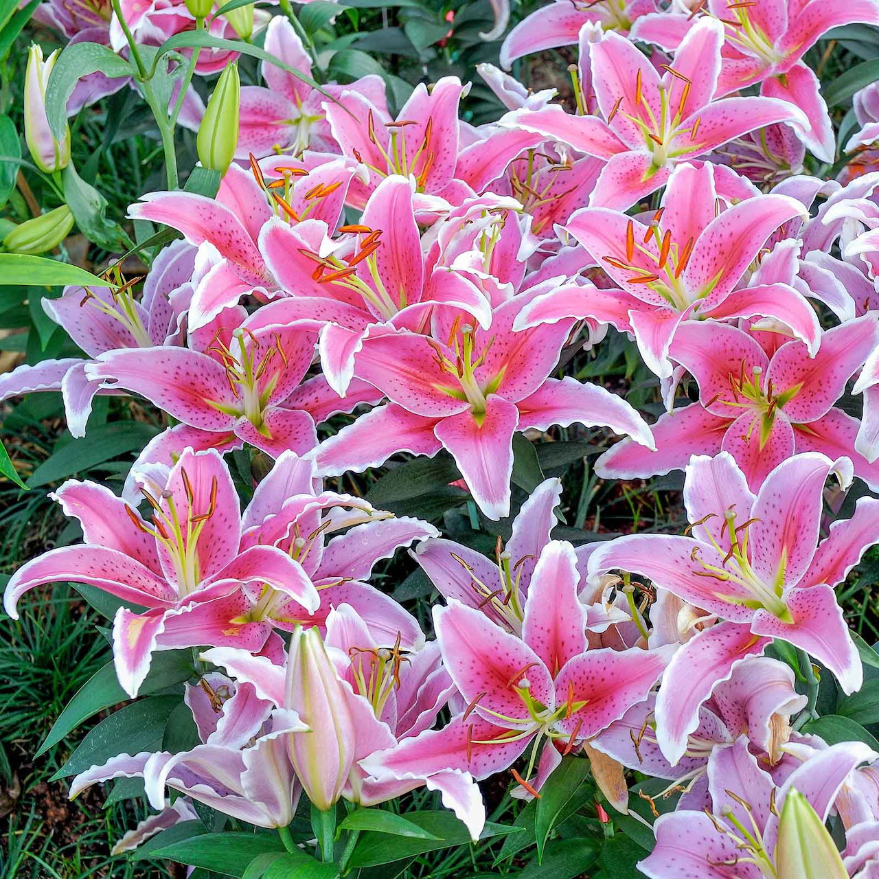 Cluster of pink and white oriental lily flowers with yellow stamens against green foliage