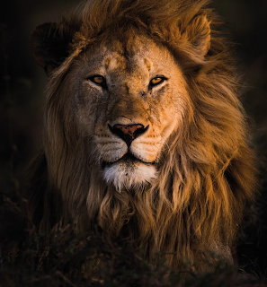 Portrait of a male lion with golden-brown mane looking directly at camera against dark background