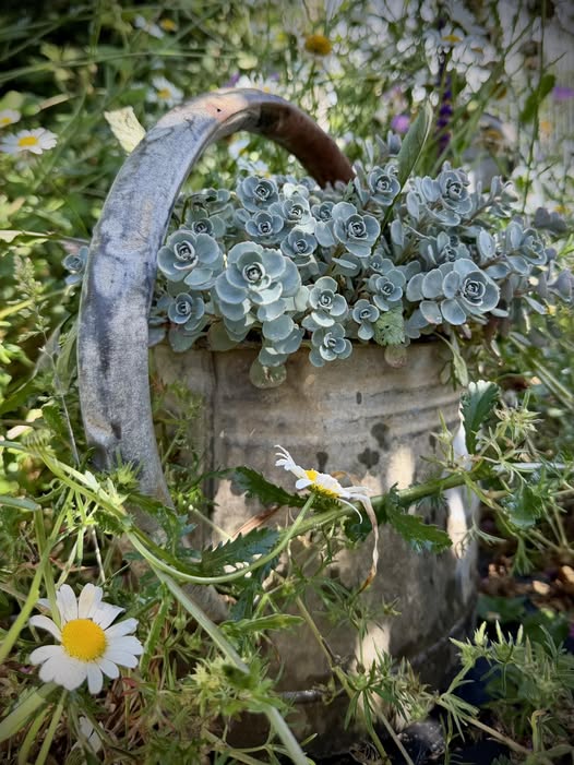 Old metal watering can overflowing with succulents and daisies in a garden