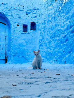 Cat sitting in blue-painted alley in Chefchaouen, Morocco