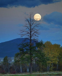 Full moon behind a tall bare tree with mountain and forest at dusk