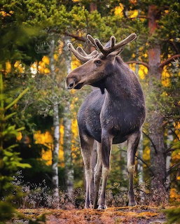 Bull moose with antlers standing in an autumn forest with golden foliage