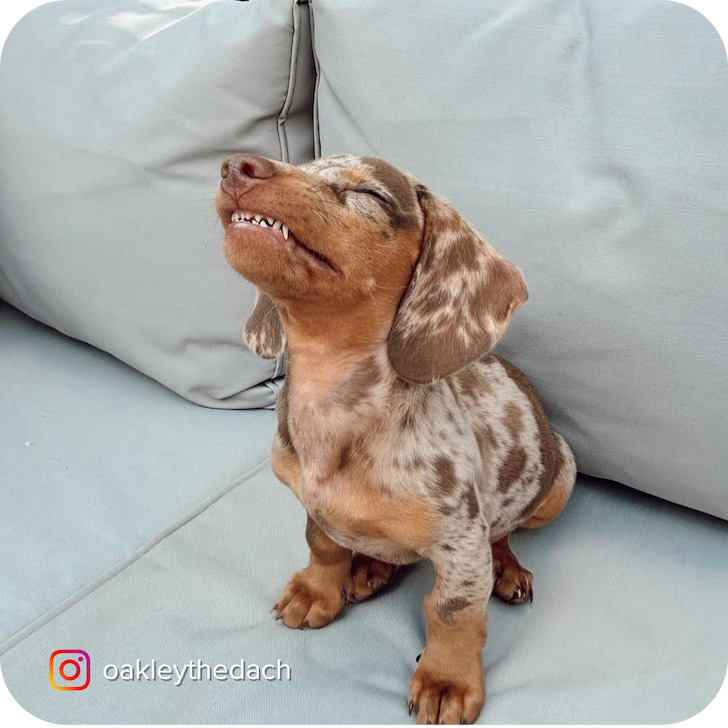 Dapple dachshund puppy sitting on a light blue couch with eyes closed