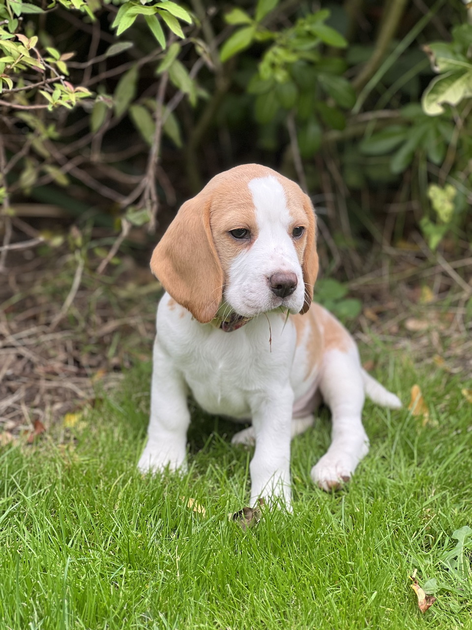 Cute beagle puppy with tan and white coat sitting on green grass in a garden