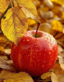 Red apple covered in water droplets sitting on yellow and brown autumn leaves