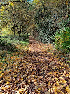 Leaf-covered autumn path leading through a tunnel of green and golden trees