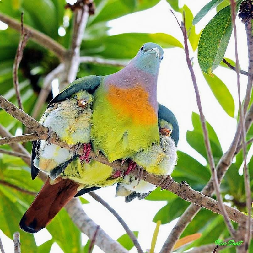 Colorful Pigeon Chicks