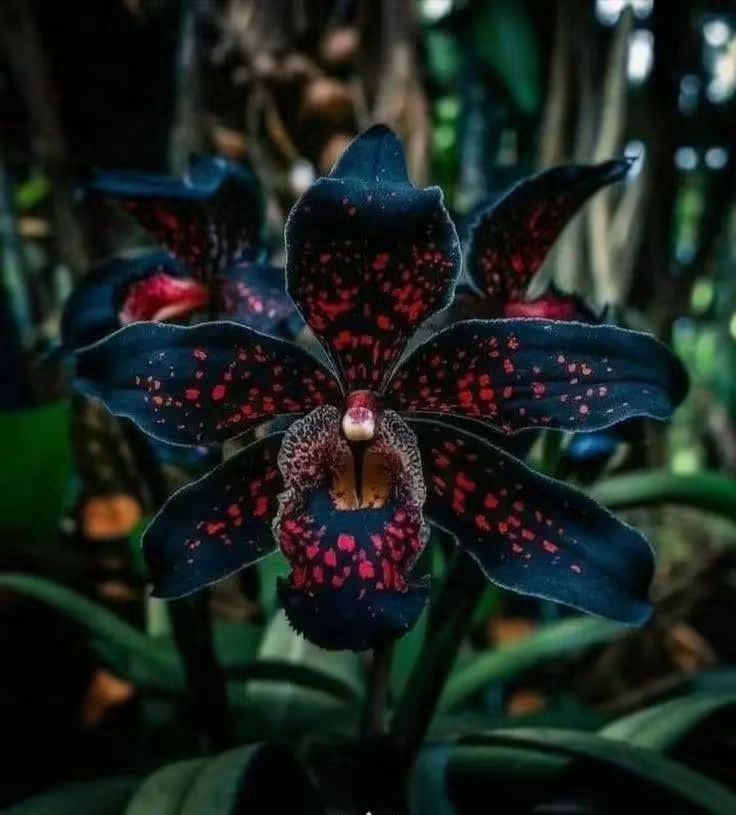 Dark blue-black orchid with red-speckled petals and a pale center among green leaves.