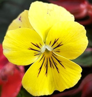 Close-up of a bright yellow pansy flower with dark streaks radiating from its center