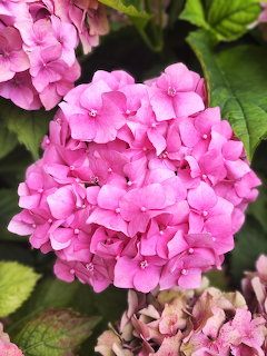 Pink Hydrangea Flower