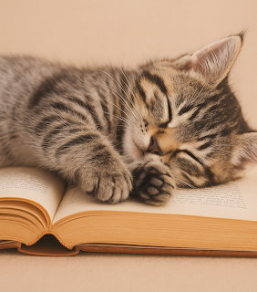 Tabby kitten sleeping on open book with beige background