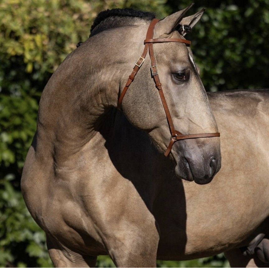 Close-up of a buckskin horse wearing a bridle outdoors