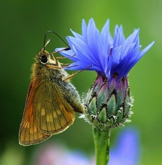 Brown butterfly resting on a bright blue cornflower in a macro nature photo