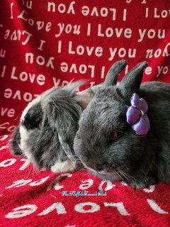 Two fluffy rabbits lying on a red blanket with white love text, one wearing a purple flower