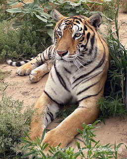 Bengal tiger lying on sandy ground surrounded by green plants, looking to the right