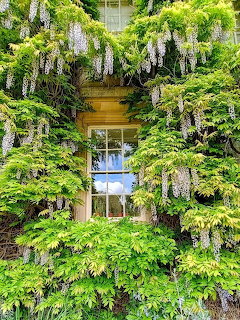 New College Wisteria
