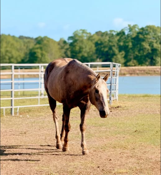 Brown horse walking in a fenced paddock near water