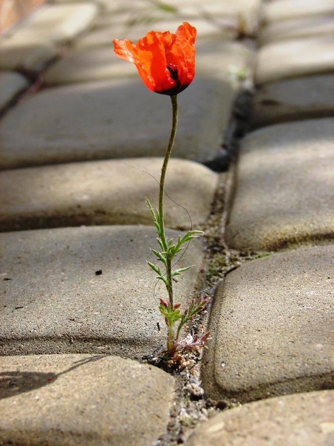 Red Poppy on Cobblestone