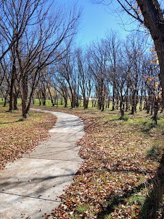 Winding path through bare autumn trees with fallen leaves on the ground in a park
