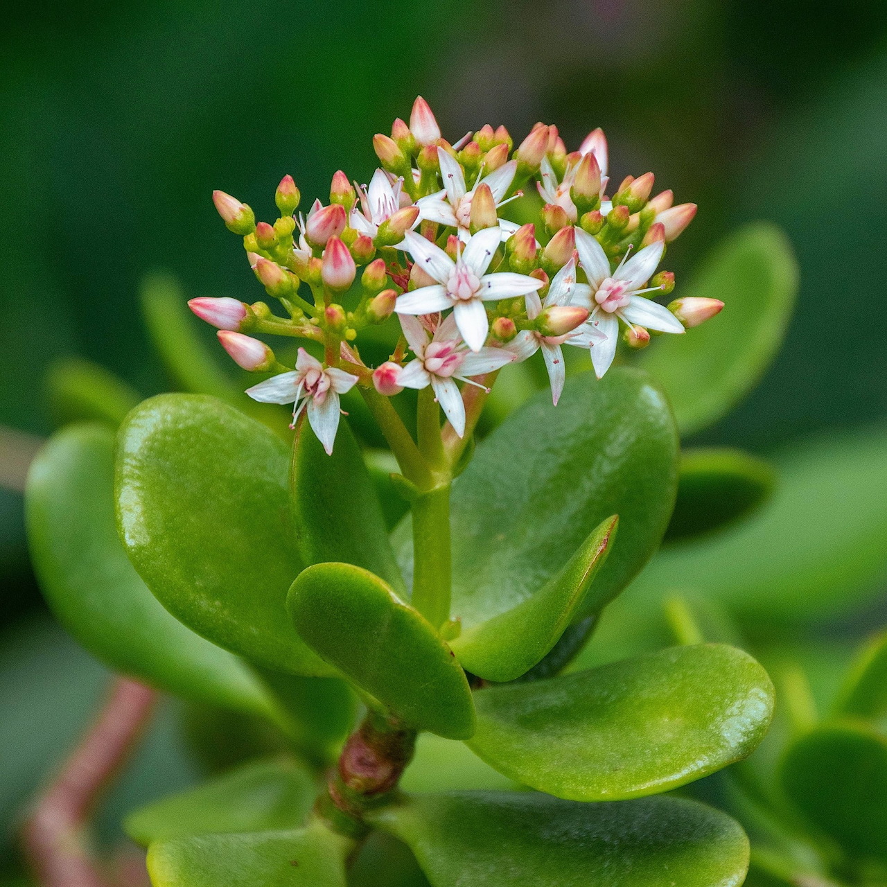 Close-up of a jade plant with glossy green leaves and small white pink flowers