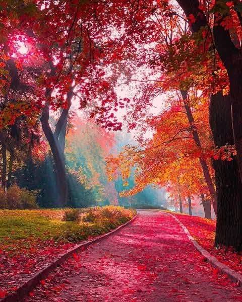 Curving park path covered with fallen leaves beneath red and orange autumn trees