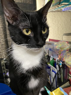 Black and white tuxedo cat with yellow-green eyes in close-up portrait