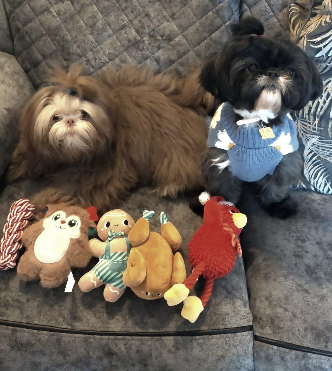 Two small fluffy dogs on a gray couch with several plush toys in front of them