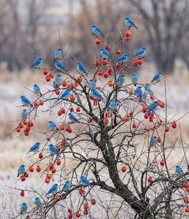 Small blue birds perched on a leafless berry bush with red berries in a winter field