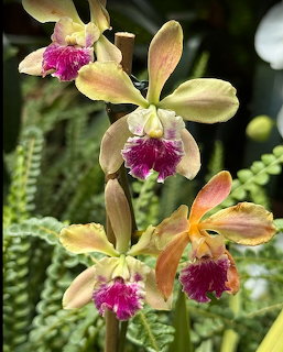 Cattleya Orchid Bloms