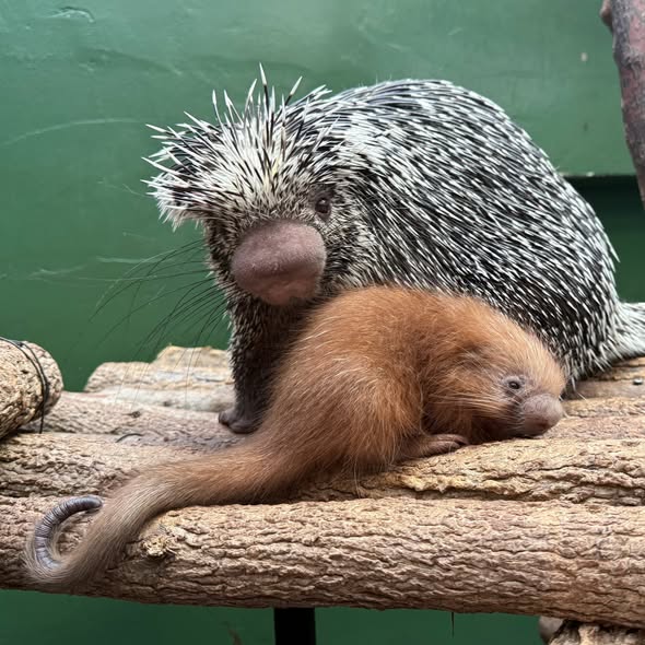 Porcupine with Baby