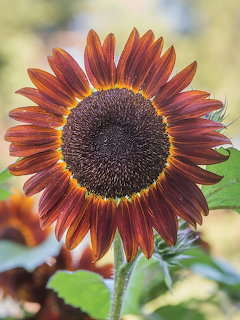 Close-up of a red sunflower with a dark center and green leaves