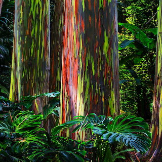 Close view of a rainbow eucalyptus tree with multicolored bark surrounded by lush green forest plants